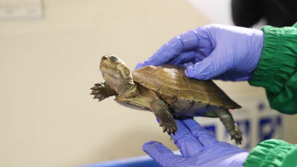 Tortuga / Página Alcaldía de Bogotá