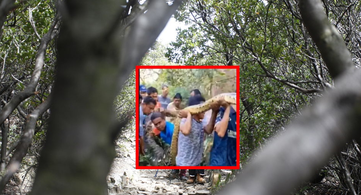 Capturan a enorme pitón y lo que encontraron en su interior impacta