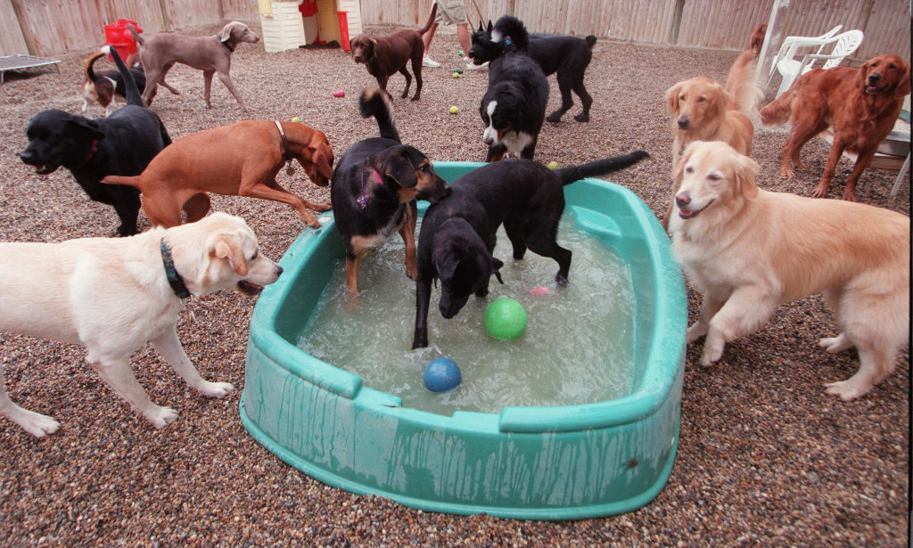 Guarderías para perros / Getty
