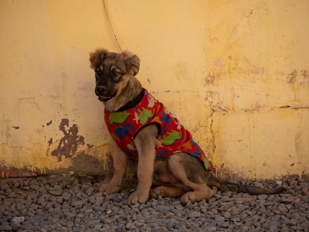 Guarderías para perros / Getty