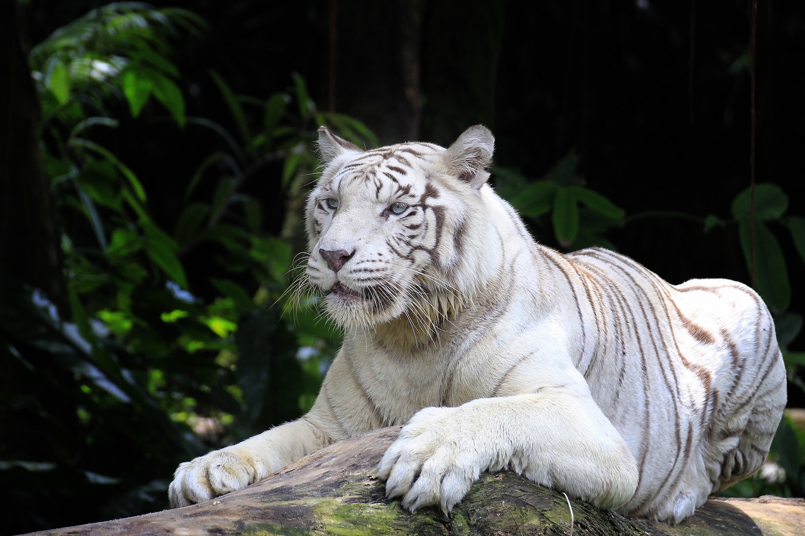 Tigre de bengala en nota sobre que murió la tigresa del zoológico de Cali