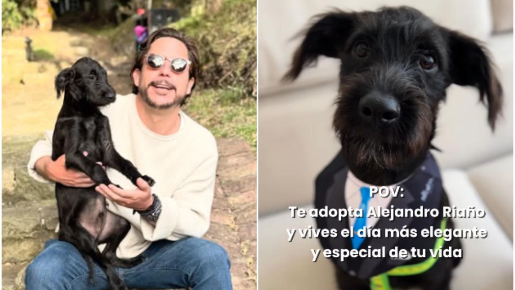 Perro usado como carnada para tiburones y fue adoptado por Alejandro Riaño