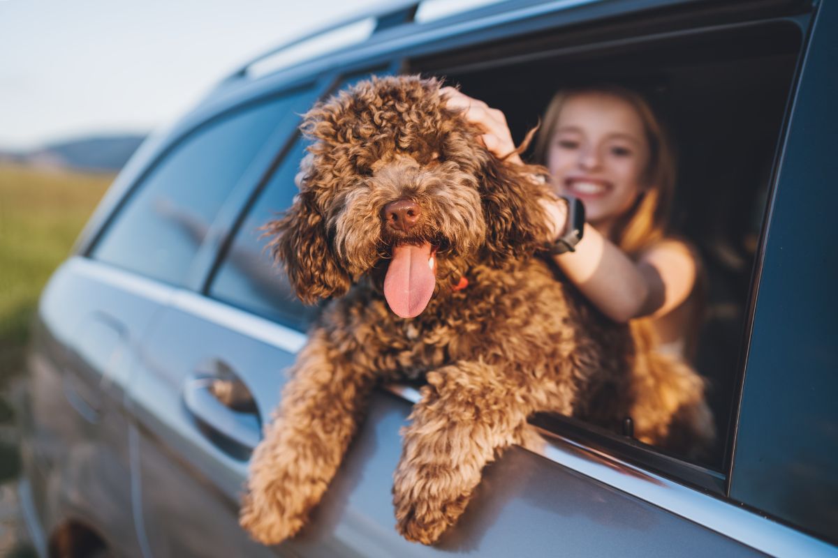 Carro para dueños de perros y gatos: así funciona el Modo Mascota en Zeekr