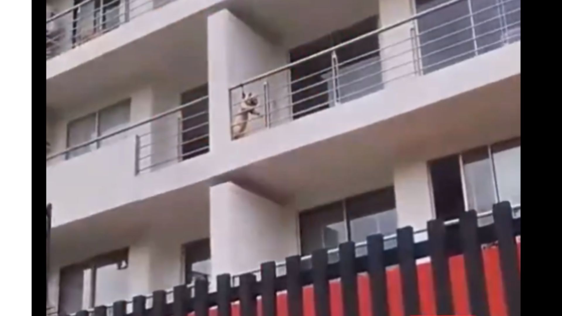 Dejaron amarrado y colgado del cuello a un perro en Yopal, porque estaba enfermo
