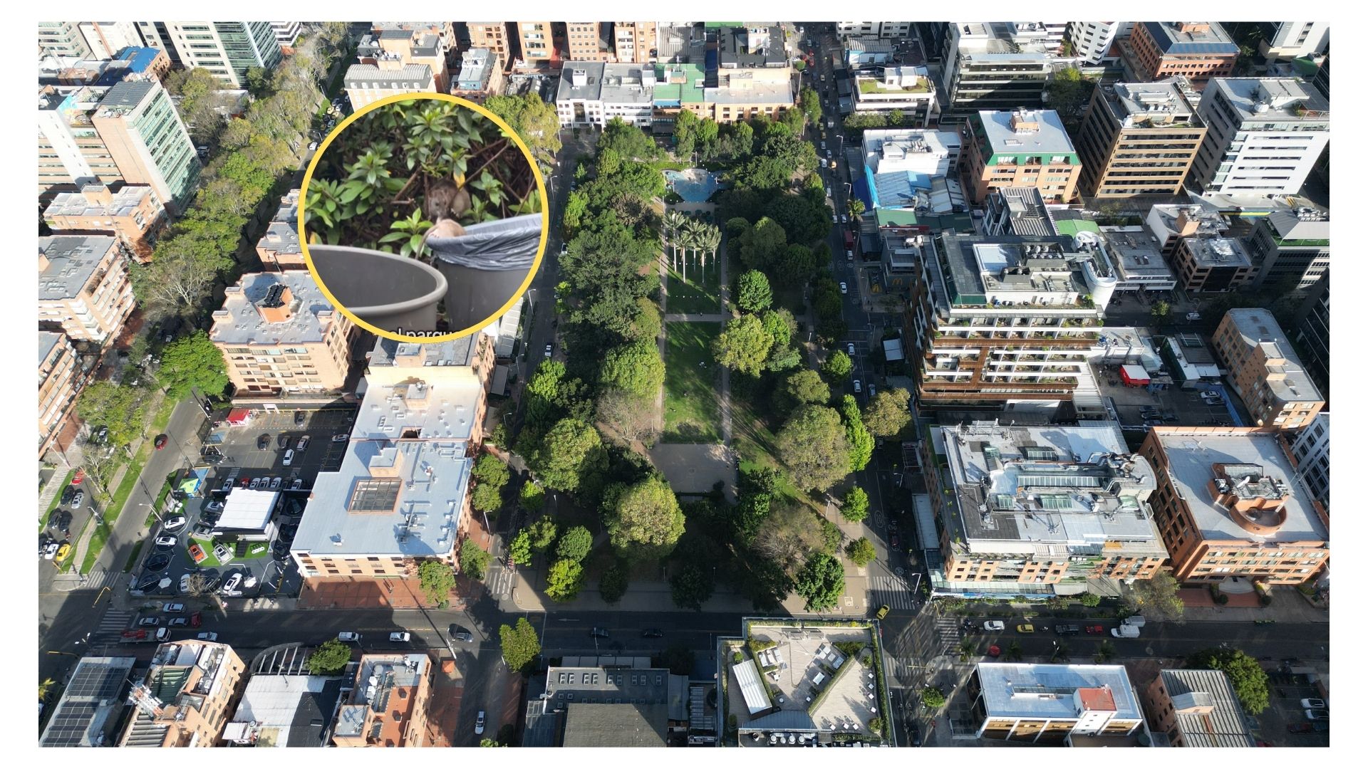 Ratas en Bogotá: mujer ve ratas en Parque de la 93 y dice que son ardillas