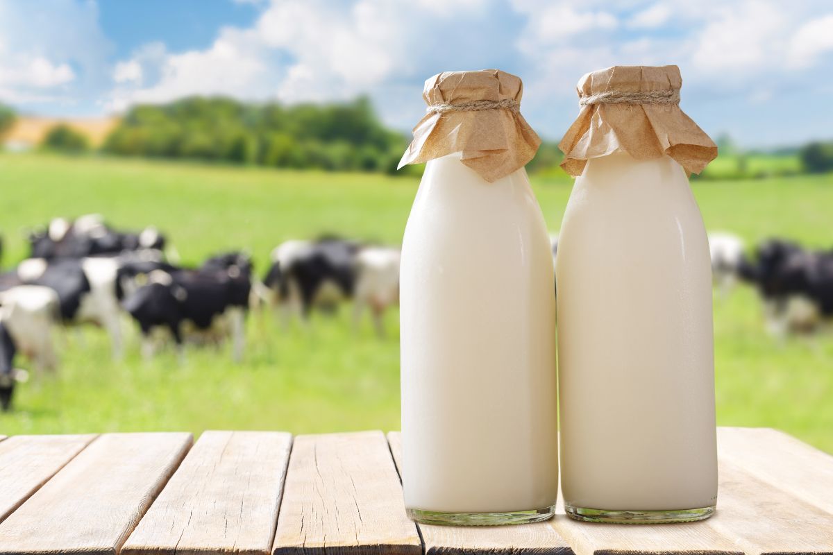 Qué pasa con leche en Colombia: dicen problema para campesinos y consumidores