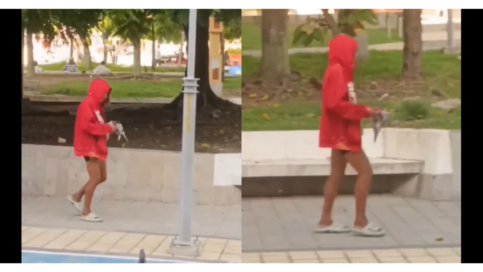 Sucre hoy: una habitante de calle le quitó la cabeza a una paloma de un mordisco