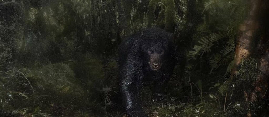 Foto del oso andino premiada por Museo de Historia Natural de Londres Cortesía Santiago J. Monroy García