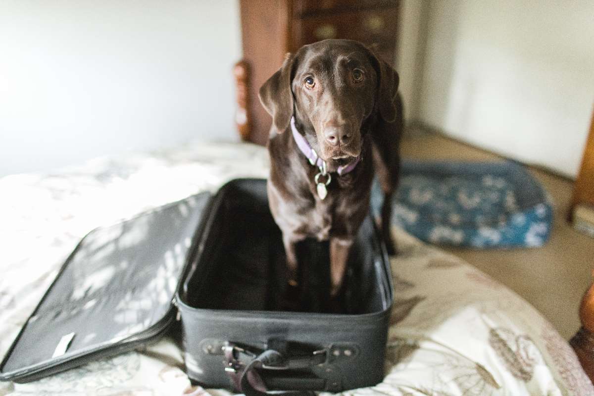 Cómo saber si un perro está diciendo adiós según revelación de lenguaje corporal