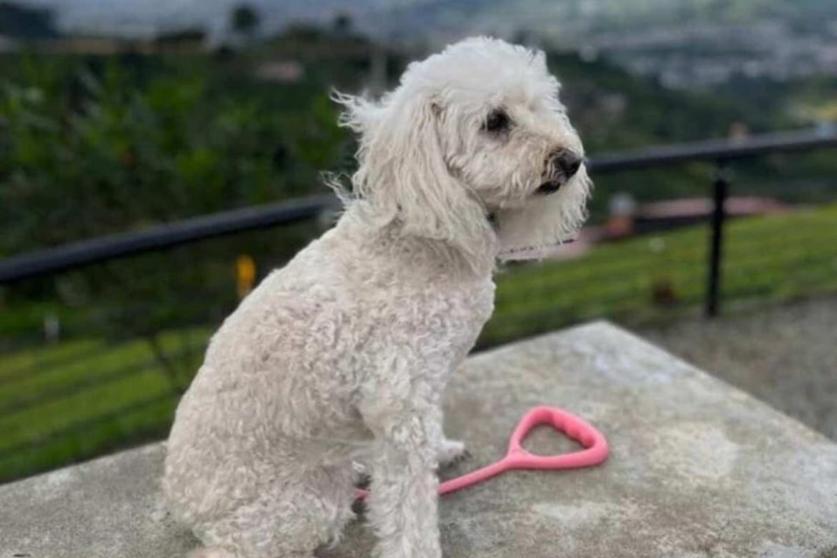 Apareció perrita que buscaban en Bogotá y que quedó en carro robado: videollamada fue clave y la entregaron sana y salva. 