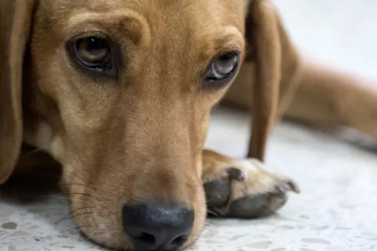 Ofrecen recompensa por hombre que mató a perro por robarle carne, en Antioquia