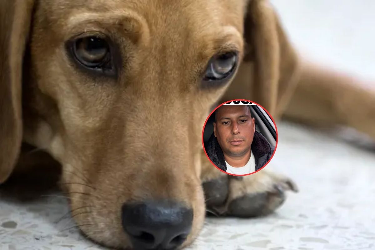 Ofrecen recompensa por hombre que mató a perro por robarle carne, en Antioquia
