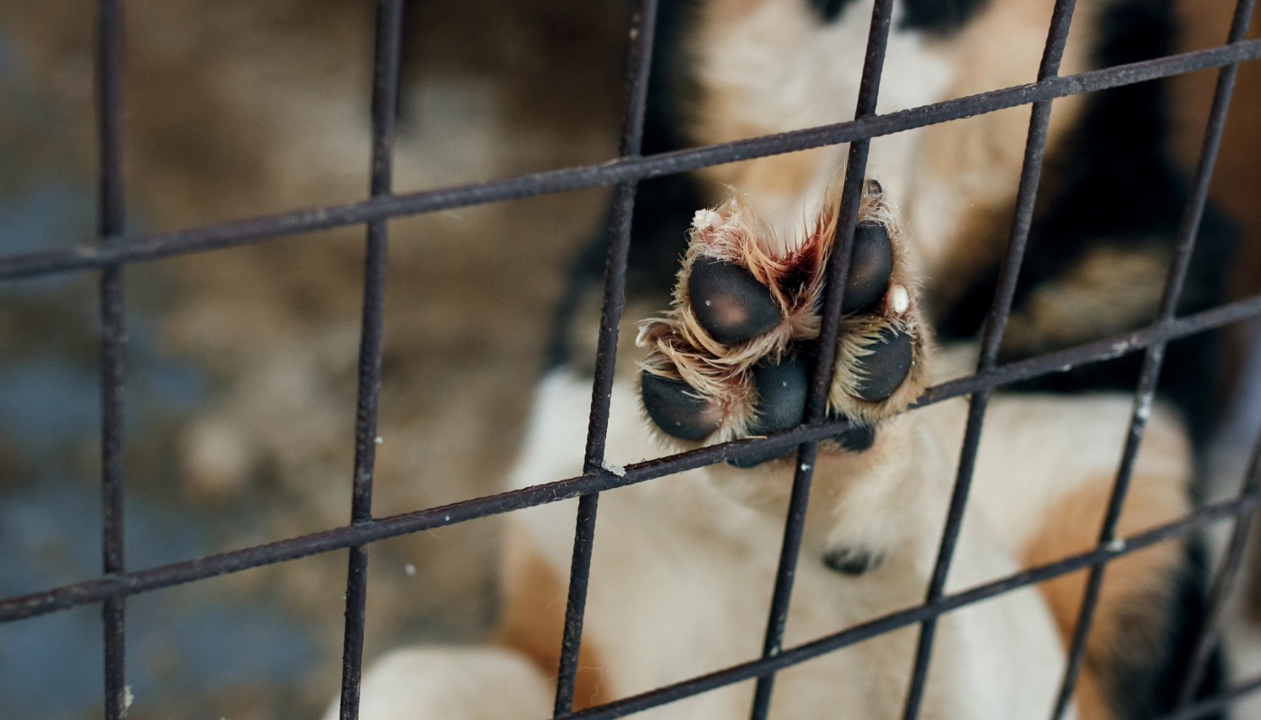 Hombre mató perro en Antioquia: se entregará luego de grabar golpiza