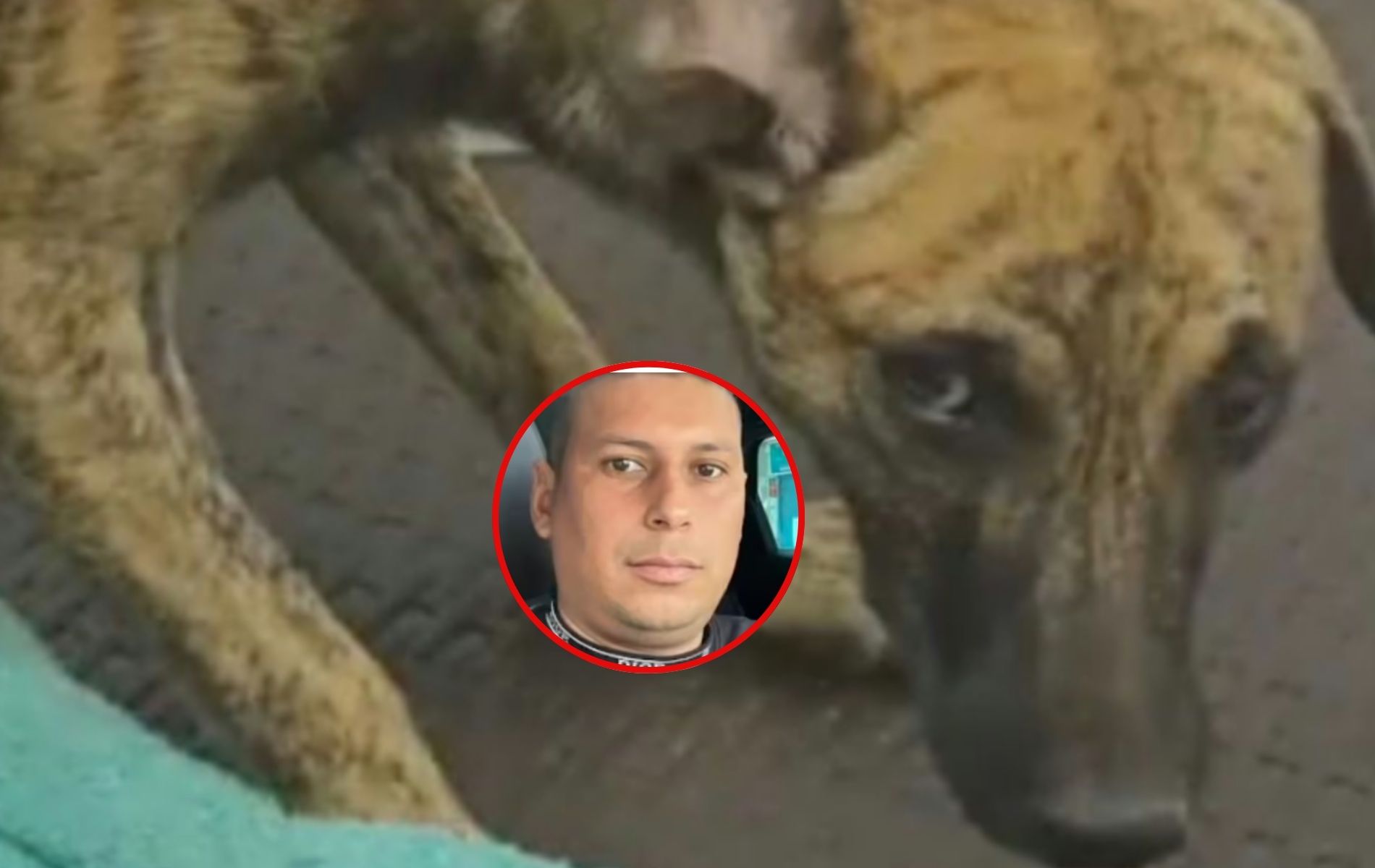 Se entregó hombre que golpeó a su perro en Antioquia, llegó con una mascota