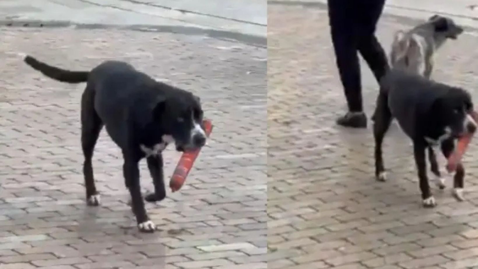 Video del perro que se robó un salchichón del D1 en Antioquia