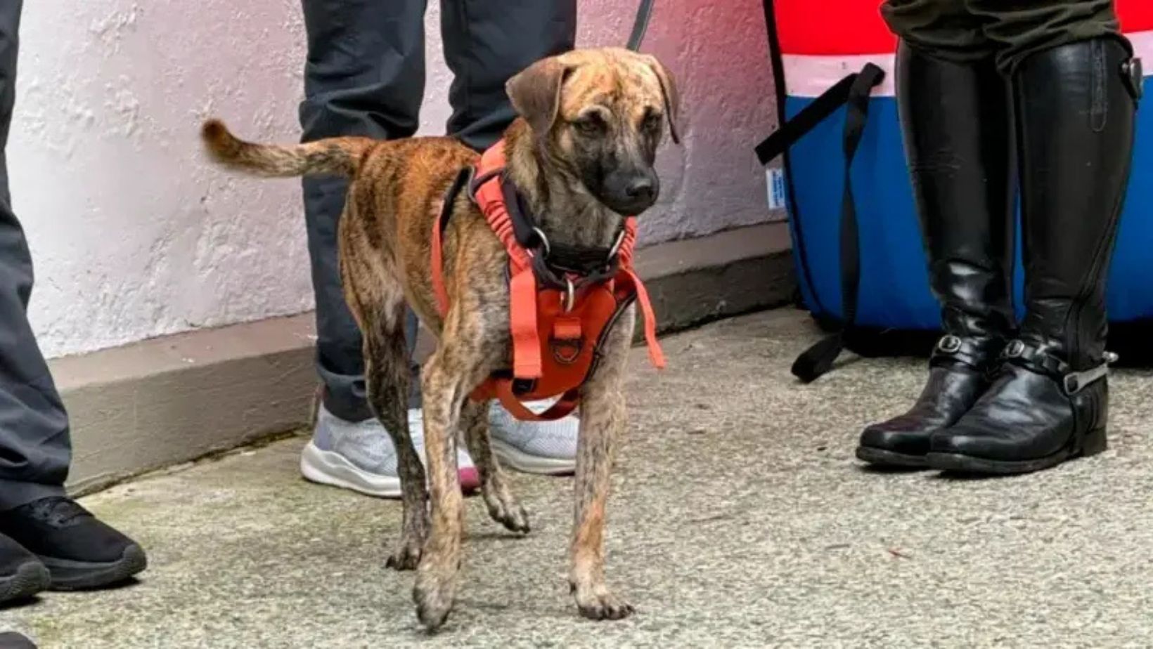 Bizcocho, el perro golpeado por buscar comida, llegó a su nuevo hogar