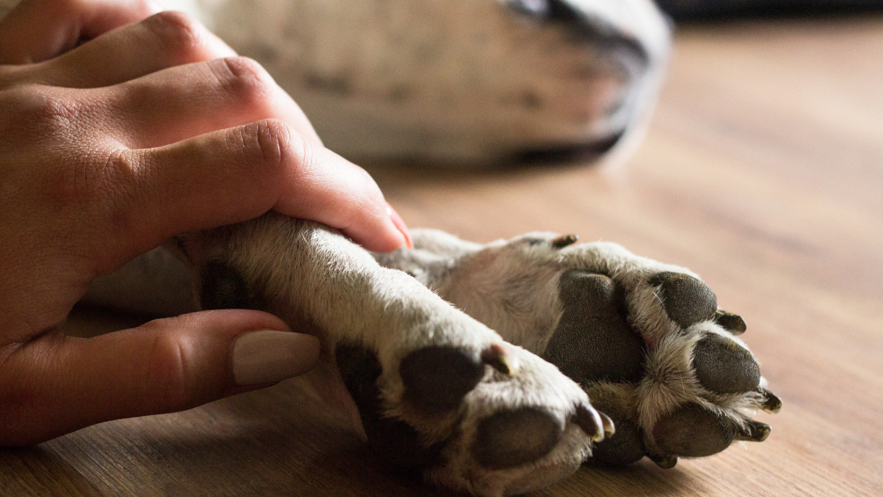 Imagen noticia seccion