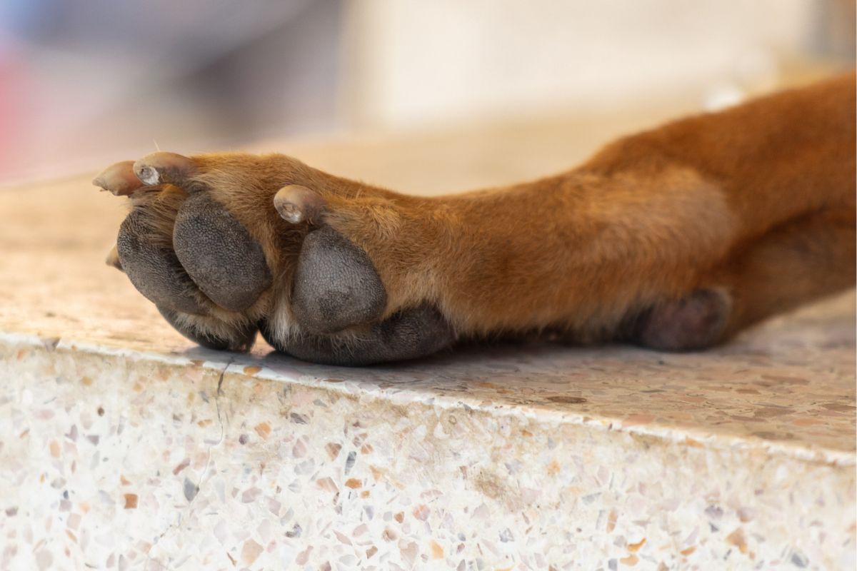 Cómo están perros sobrevivientes a presunto envenenamiento en colegio de Bogotá
