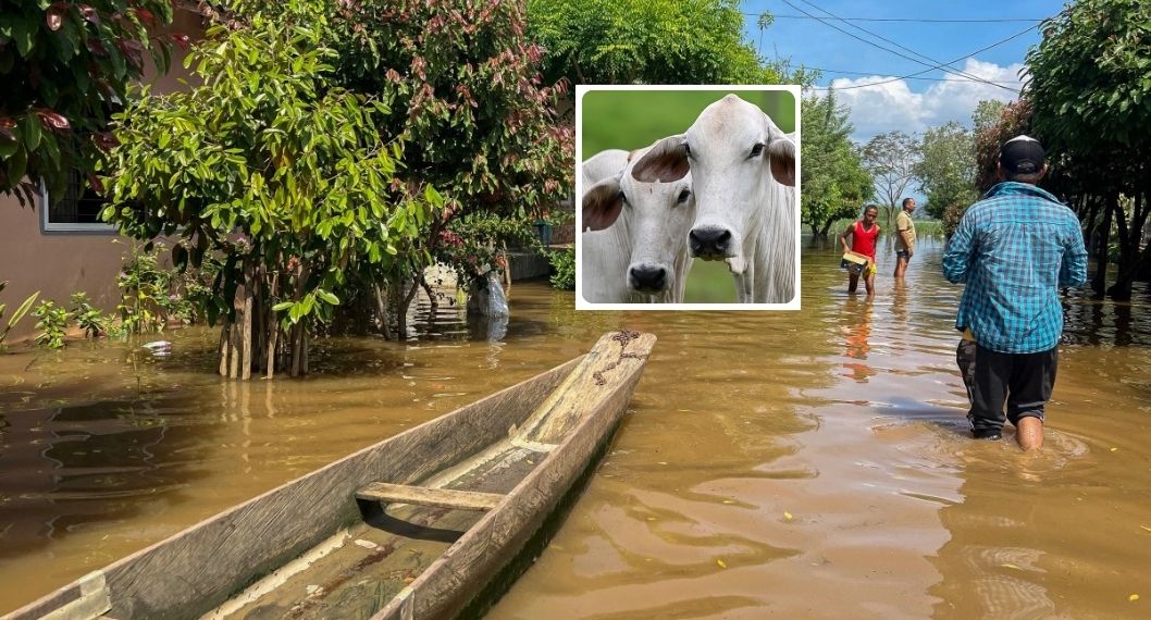 Cómo las inundaciones en Córdoba afectan el ganado y cuántas reses hubo muertas