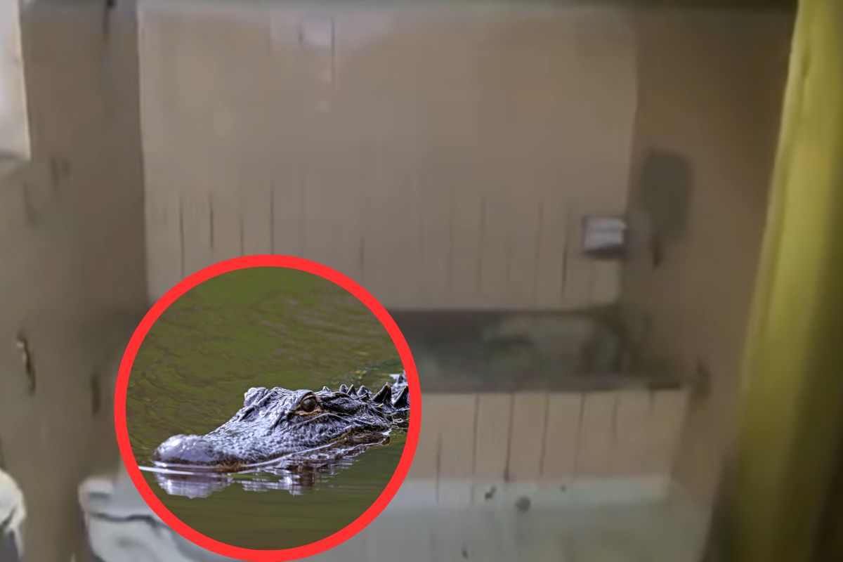 "Le echaban a la gente": dan espantosos detalles de 'Pepe', el cocodrilo que estuvo en el Bronx. Tenía estanque propio. 