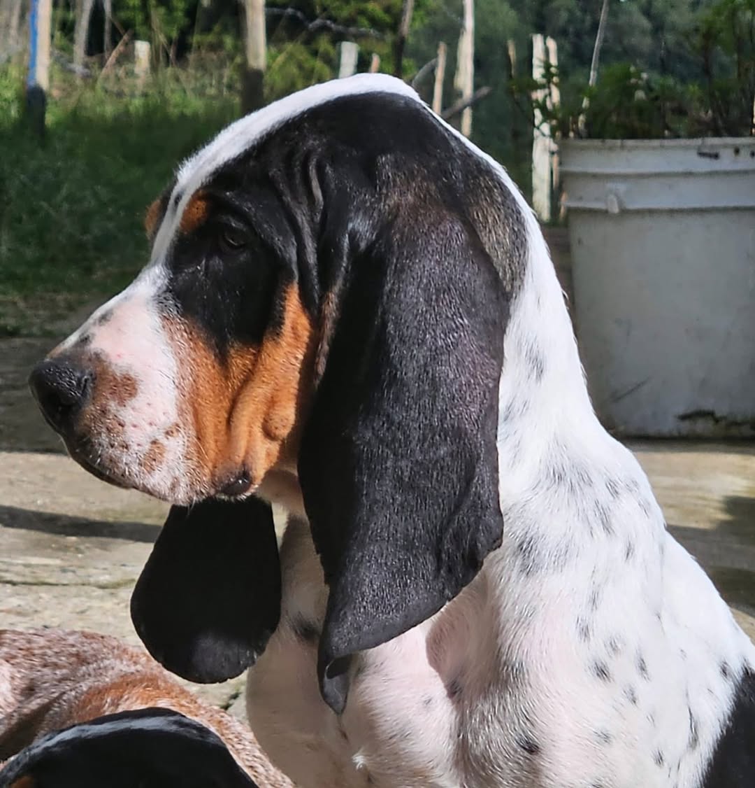 Cuánto vale un sabueso fino colombiano: es tendencia y más barato que otras raza