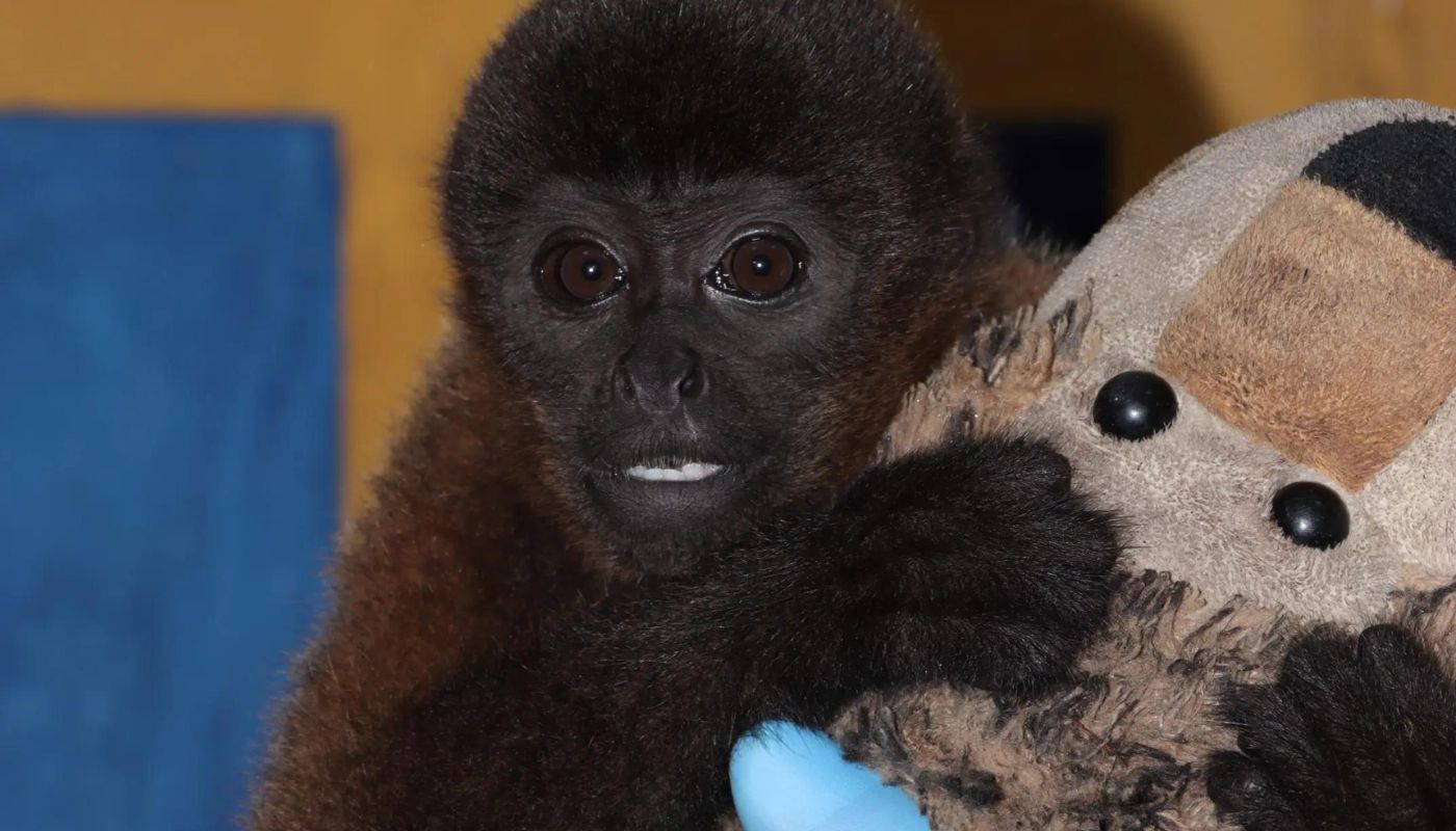 Este es el 'Punch' Colombiano, mono que se aferra a peluche en Neiva