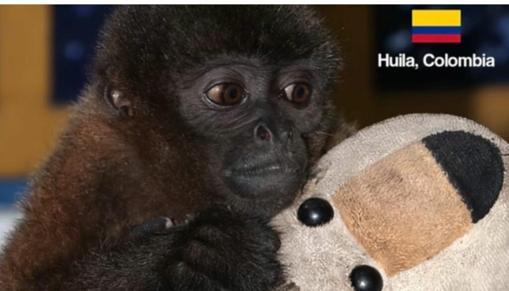 'Punch colombiano' / TikTok: @Camhuila