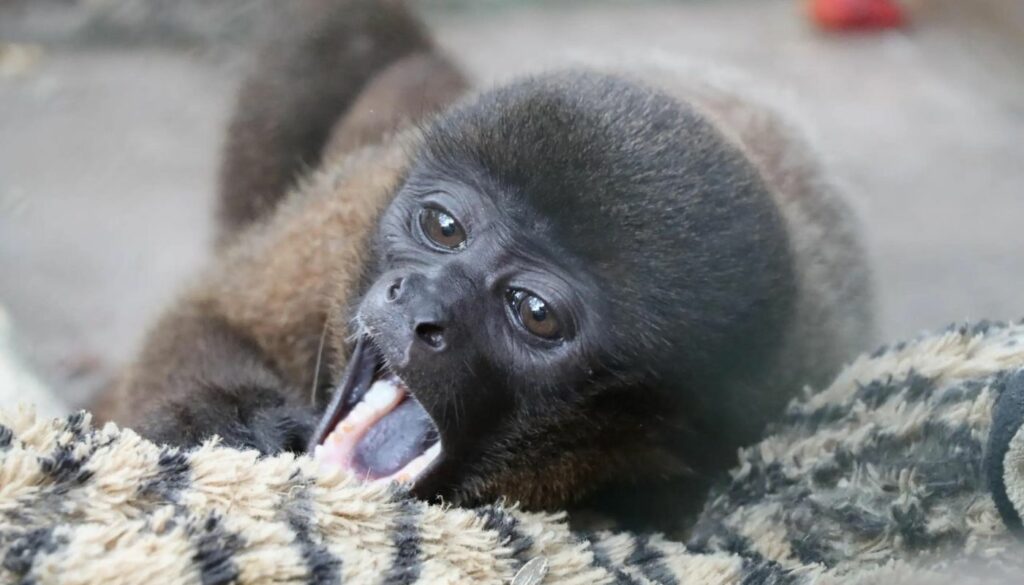 'Punch colombiano' / TikTok @Camhuila