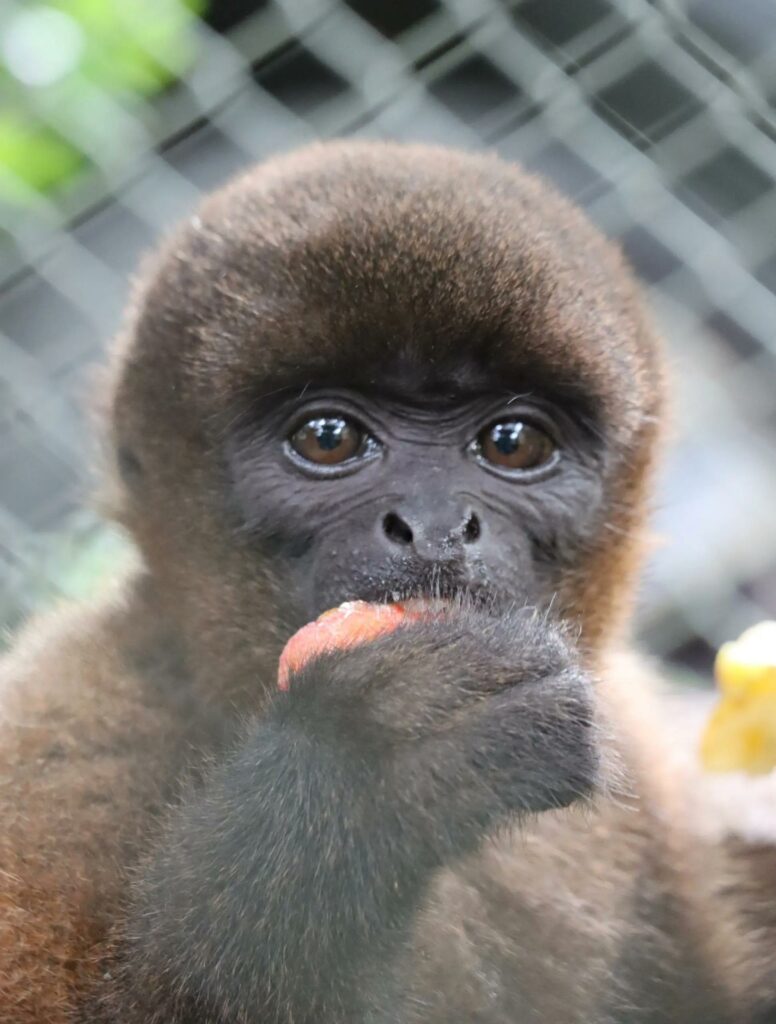 'Punch colombiano' / TikTok @Camhuila