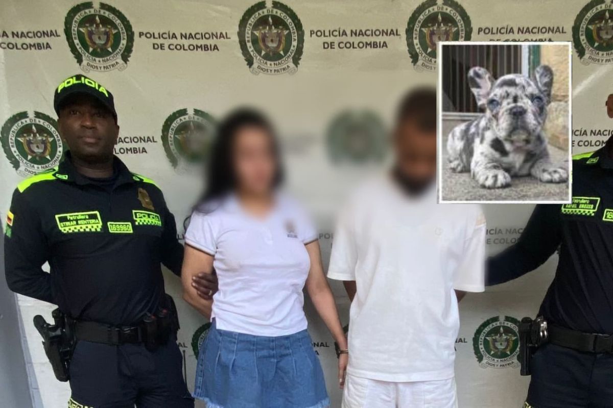 Pareja que fue capturada por matar a su bulldog, a la que lanzaron desde un balcón en medio de una pelea. Ocurrió en Medellín