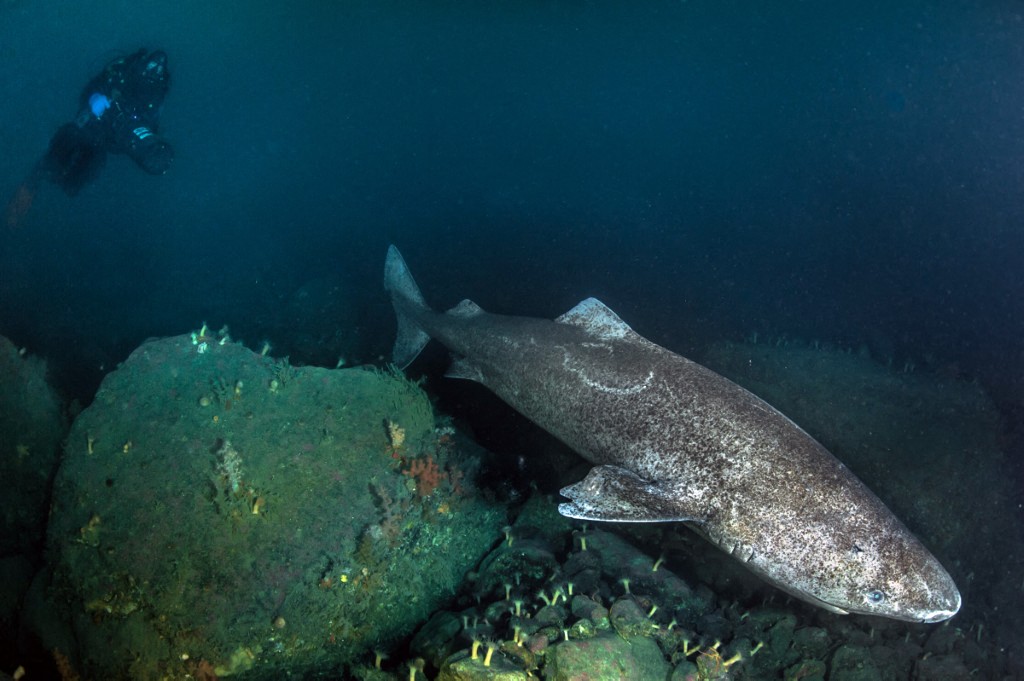 A handout photo released on December 4, 2014 by Under the Pole shows a shark in the Uummannaq bay, Greenland, taken in November 2014, during the Discovery Greenland 2014-2015 expedition. Under The Pole is a series of underwater polar expeditions, aiming to explore the hidden face of the Arctic and Antarctic regions in their diversity. AFP PHOTO / UNDER THE POLE / GHISLAIN BARDOUT 
= RESTRICTED TO EDITORIAL USE - MANDATORY CREDIT "AFP PHOTO / GHISLAIN BARDOUT / UNDER THE POLE" - NO MARKETING NO ADVERTISING CAMPAIGNS - DISTRIBUTED AS A SERVICE TO CLIENTS = (Photo by Under The Pole / AFP)