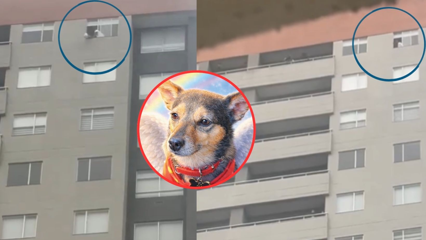 Identifican a hombre que mató a perro en conjunto residencial en Bogotá