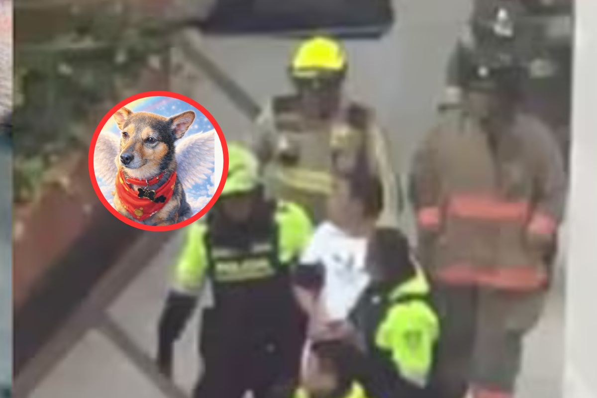 El dueño de Tony, el perro arrojado desde un edificio en Kennedy, rompe el silencio. Revela quién era el inquilino acusado y los momentos de terror.