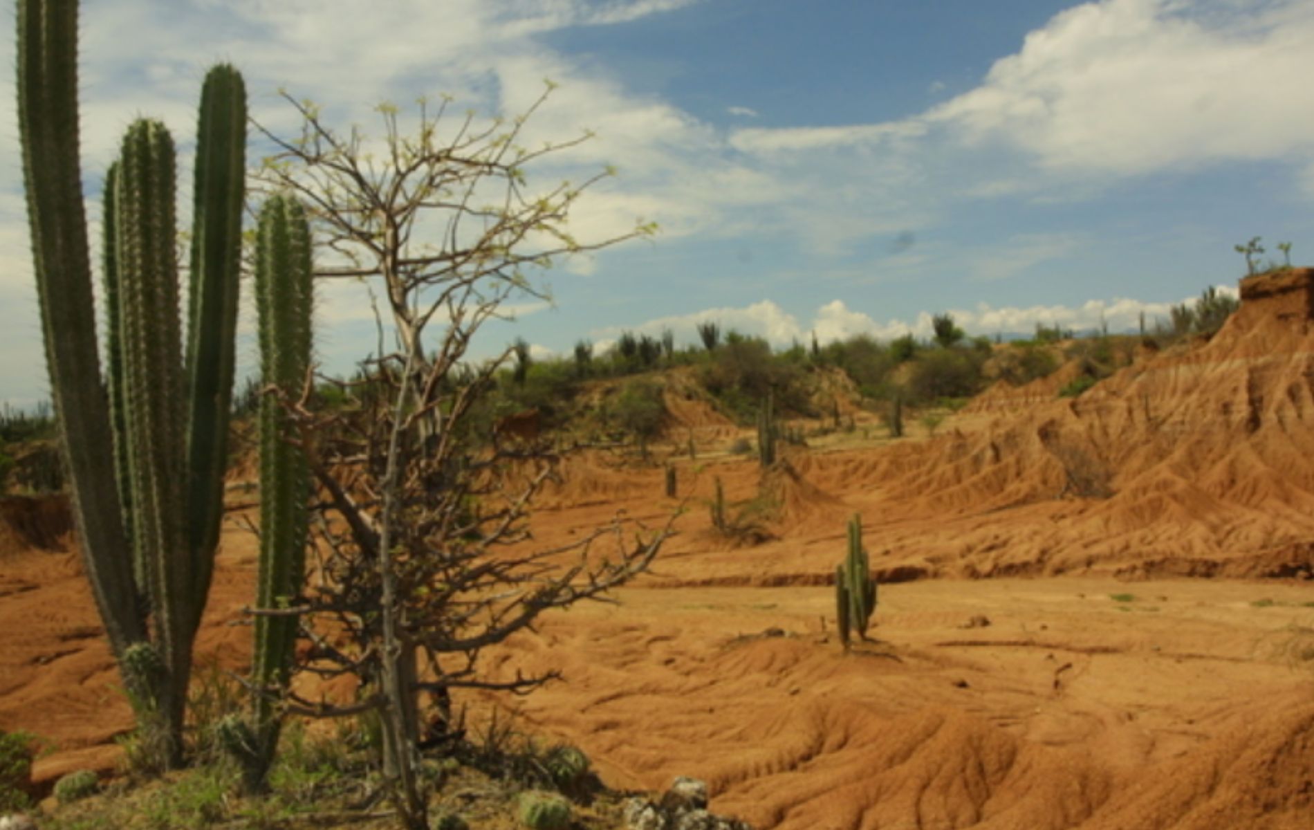 Hallan en Colombia animal que vivió más de 13.000 millones de años