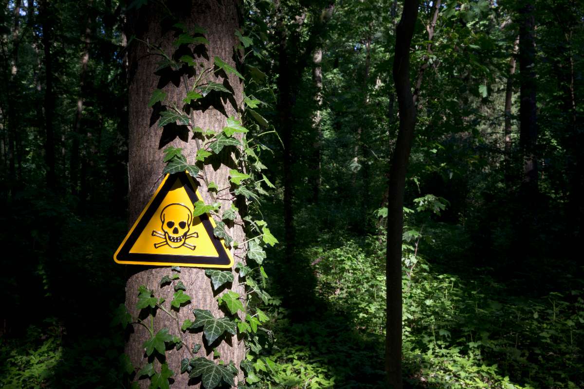 Veneno regado en calles de Quiriga, Bogotá, que podría afectar a perros y niños