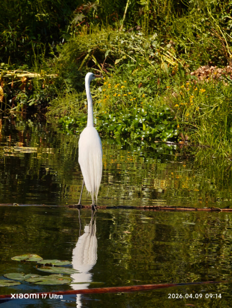 Xiaomi 17 y 17 Ultra en Colombia: precios, características y fecha de estreno