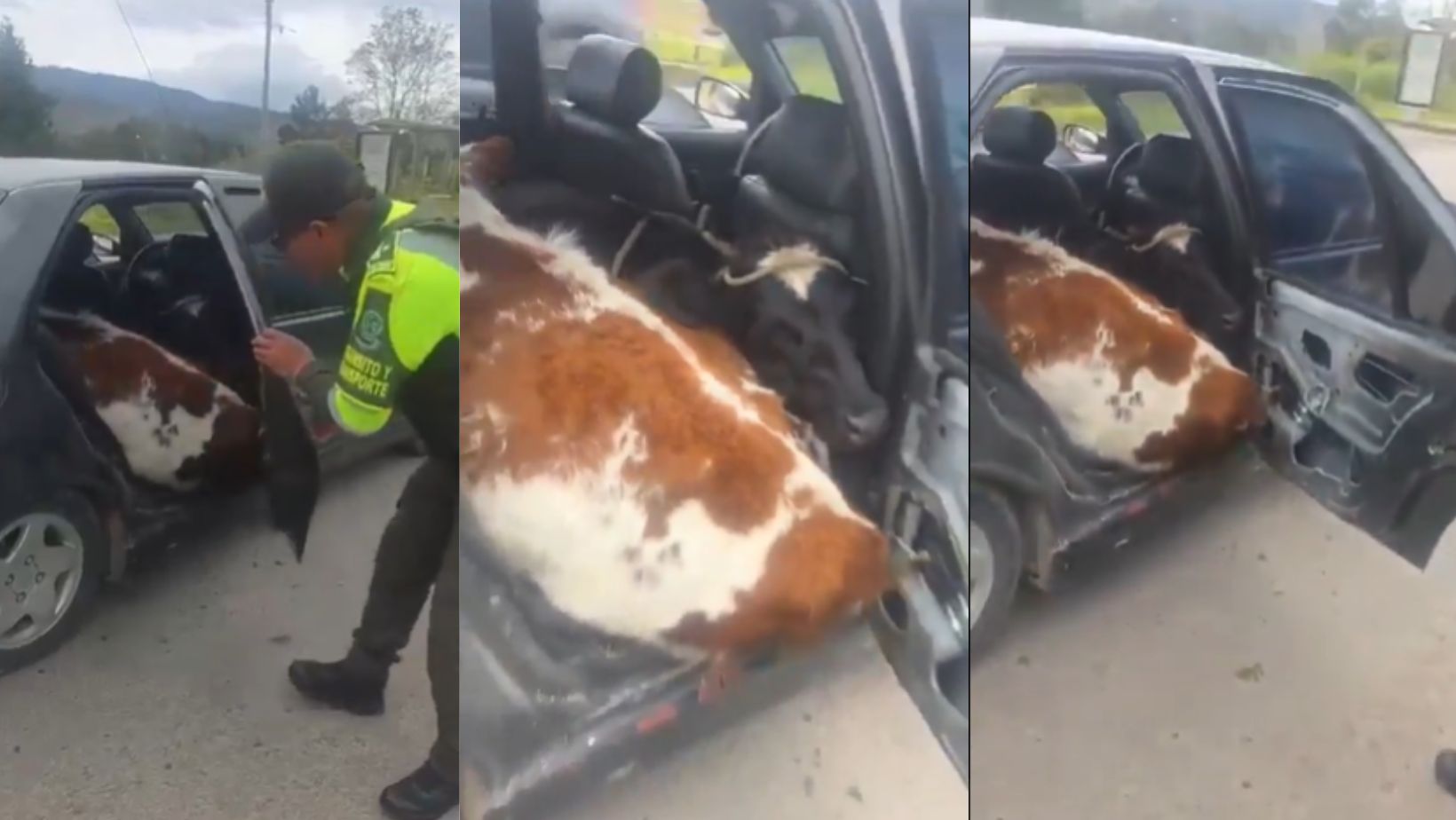 Boyacá: Policía encontró dos vacas viajando dentro de un carro particular
