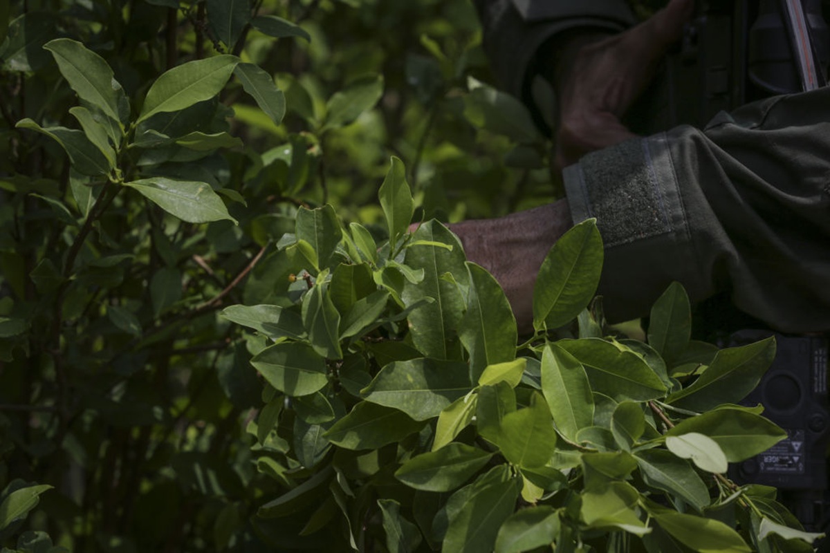 Cultivos de coca