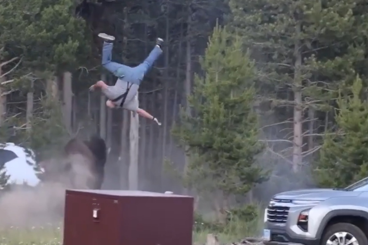 Bisonte en Yellowstone
