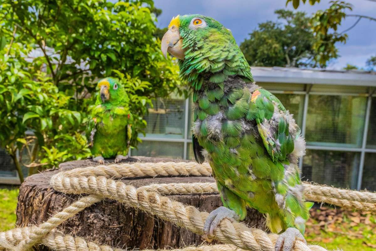 Qué animales están prohibidos como mascotas en Bogotá: multas de más de $400.000