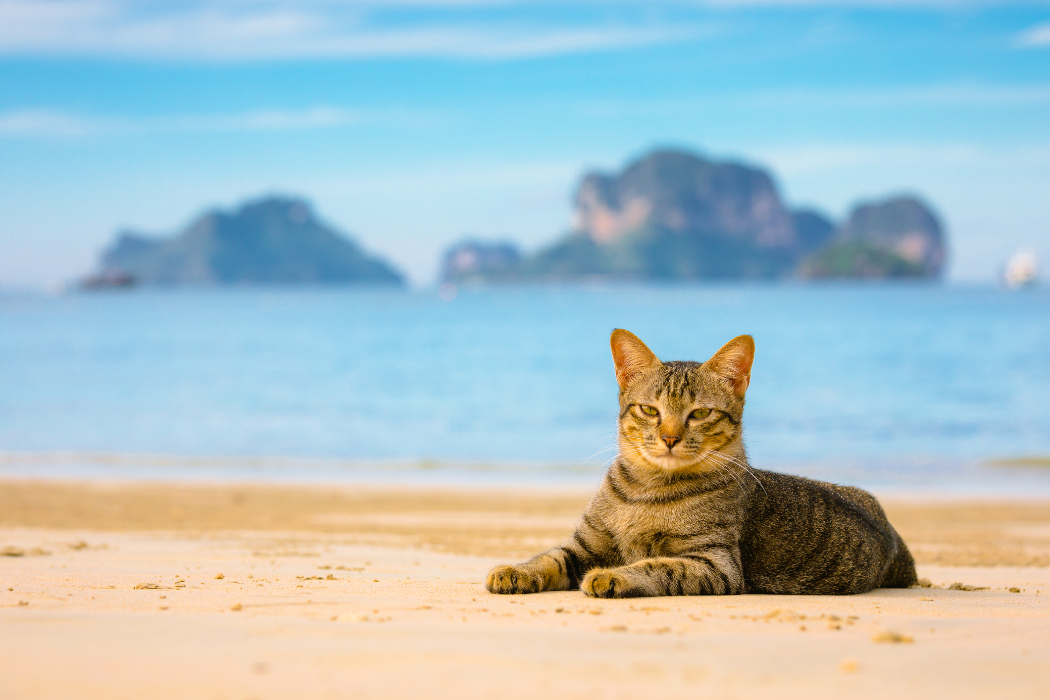 La historia de los cinco gatos que alteraron el ecosistema de la isla Marion 