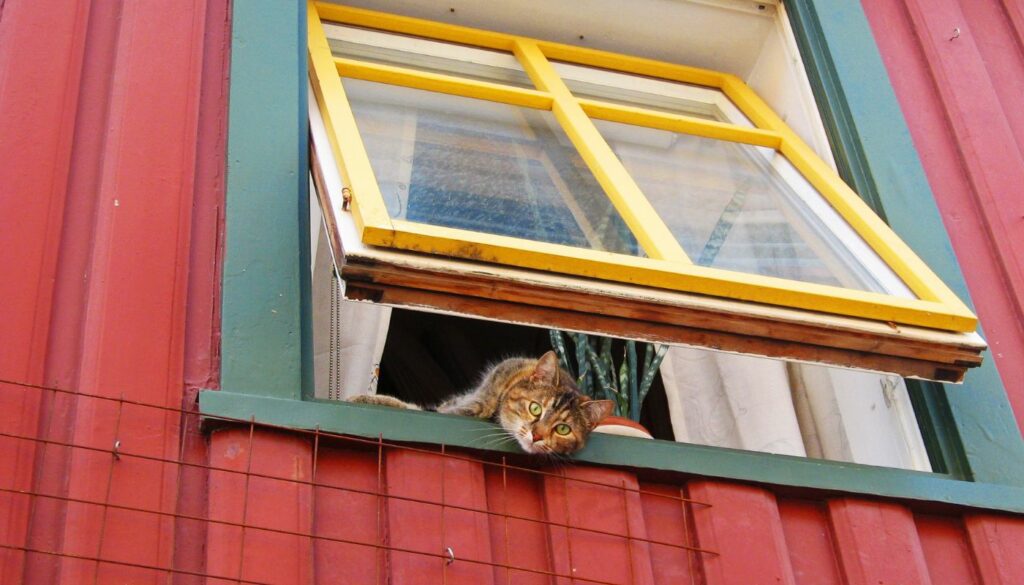 Gato en ventana (Getty)