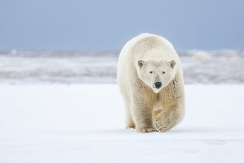 Oso polar / Getty