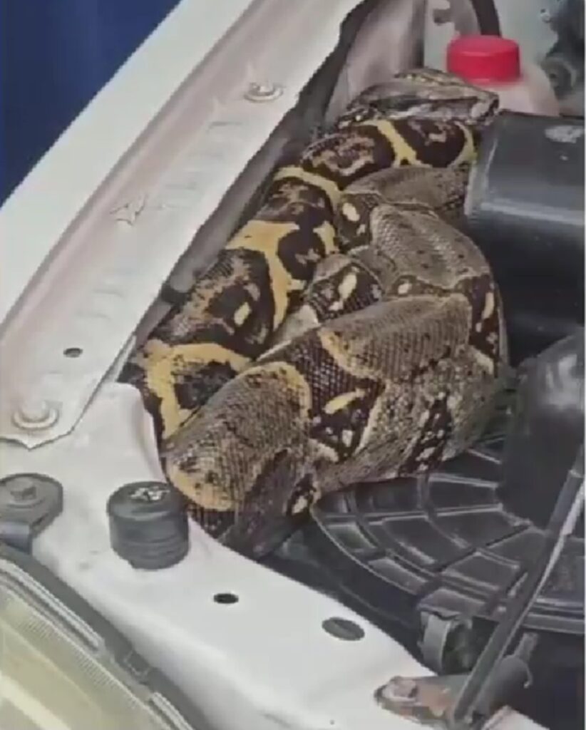 Boa en camioneta de Bogotá / Captura de pantalla - CityTV