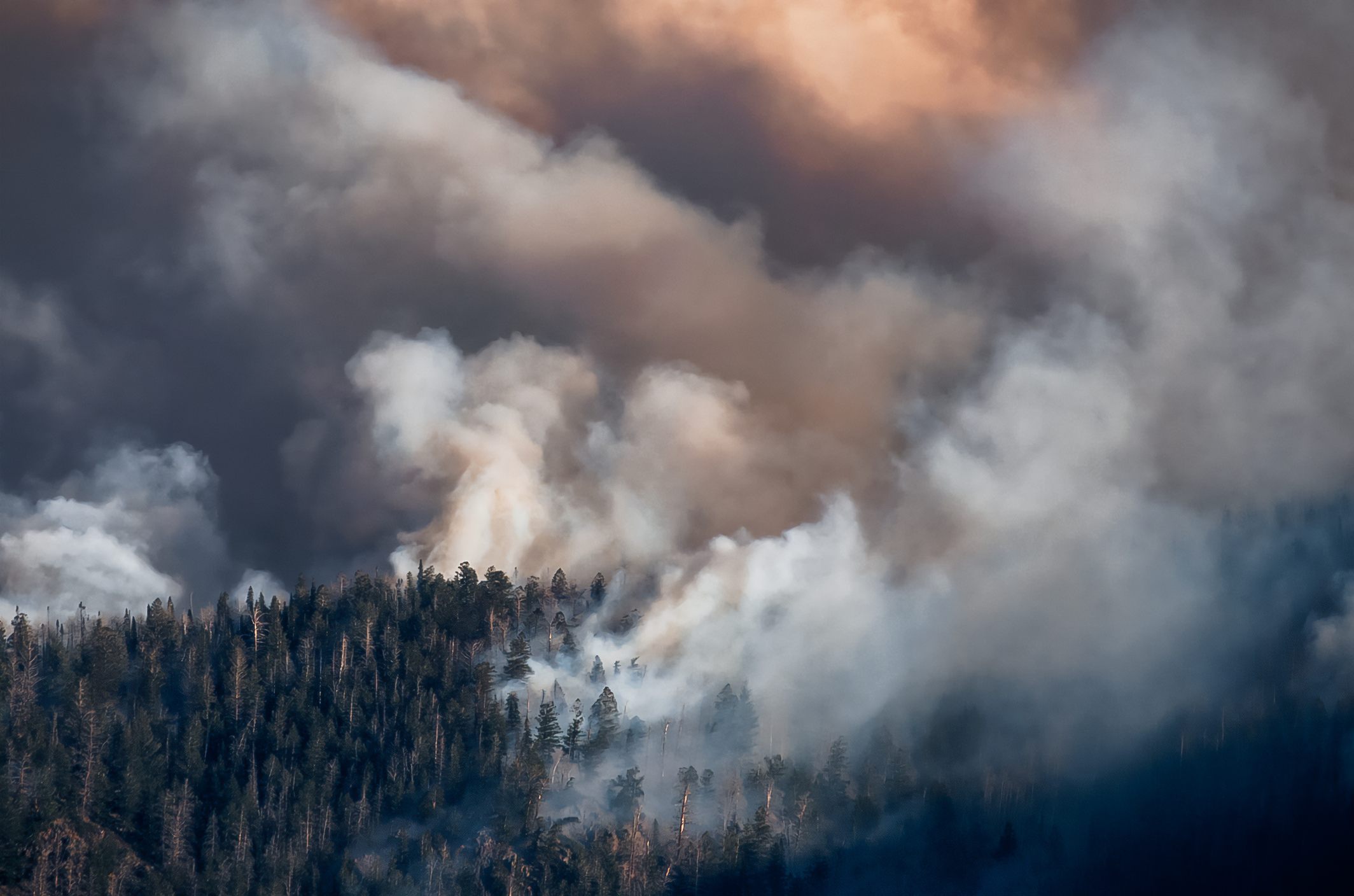 Incendio forestal