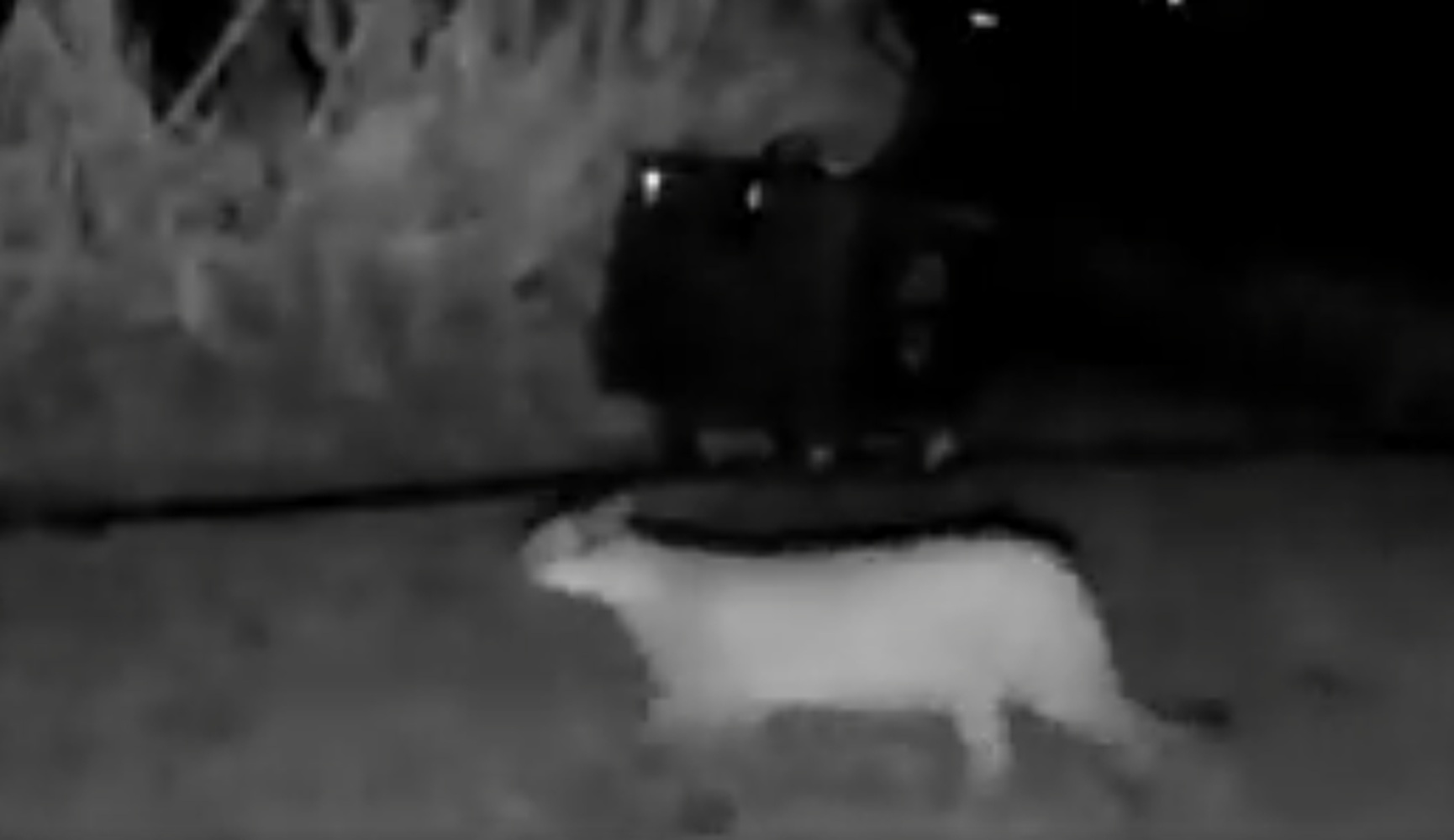 Puma en La Calera