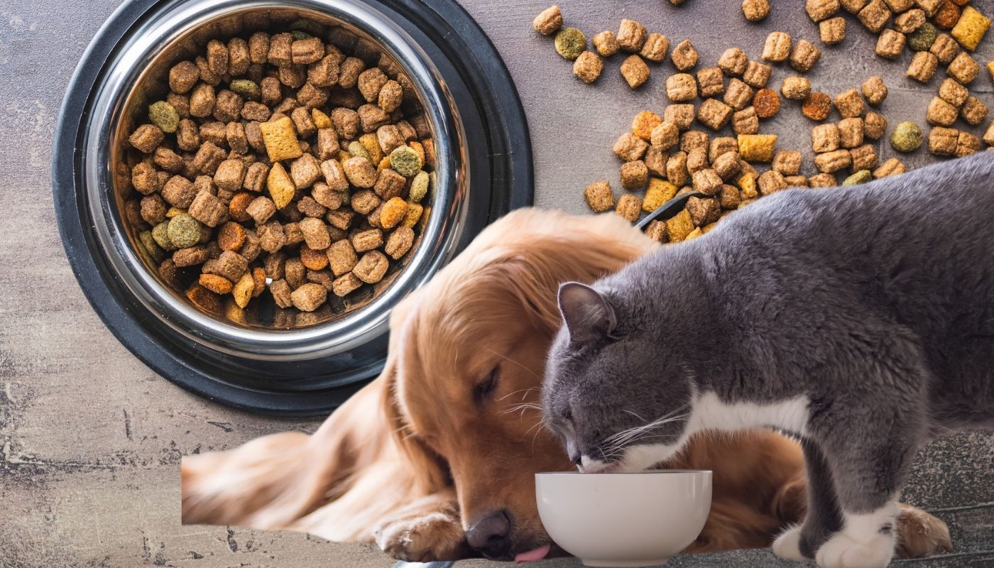 Por qué no se debe reenvasar comida de mascotas como perros y gatos