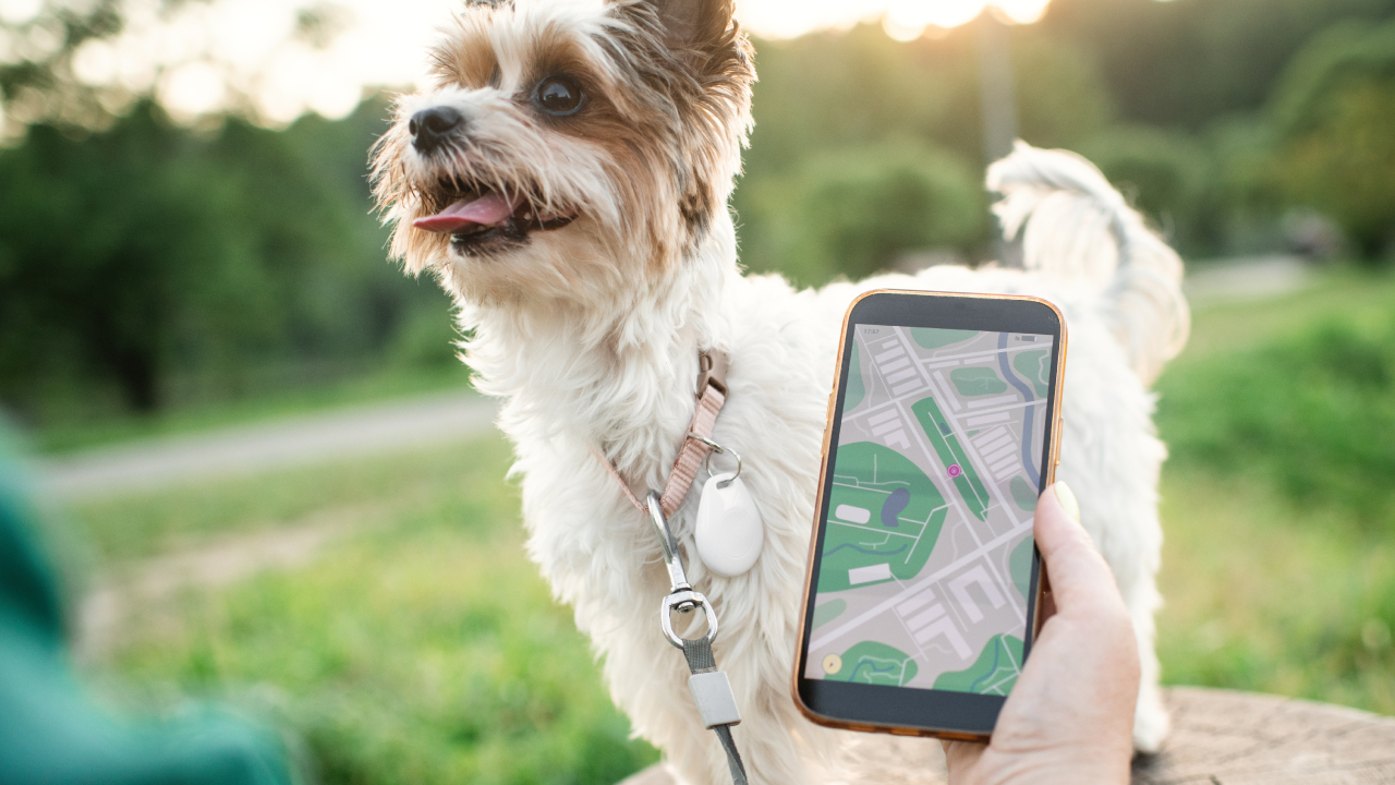 Rastreadores GPS para mascotas en Amazon: 3 opciones para perros y gatos