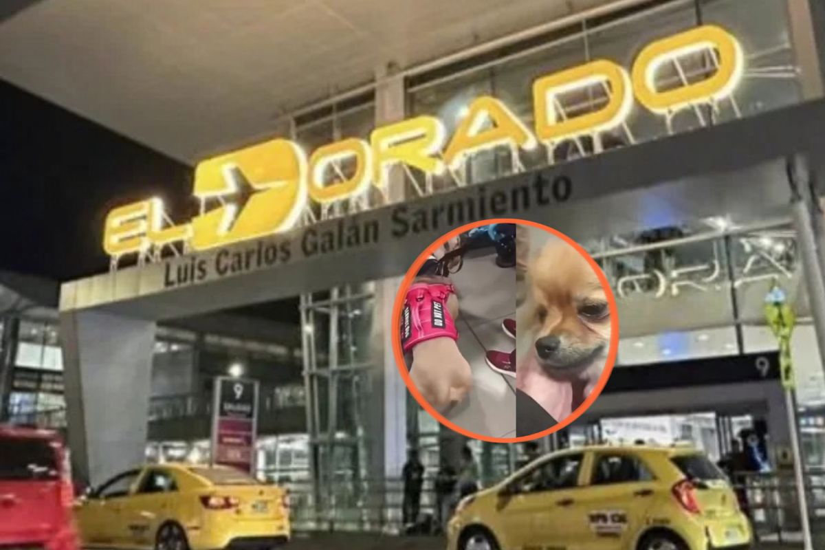 Conoce los escalofriantes detalles del abandono de dos cachorros en el Aeropuerto El Dorado. Los dueños presentaron documentos falsos. 