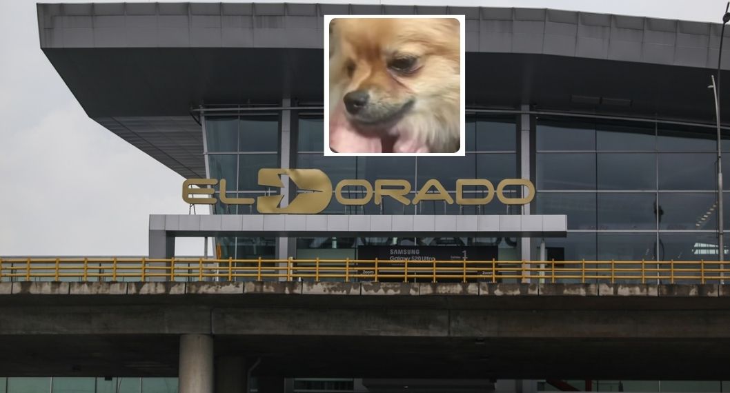 Revelan trayecto de pareja que abandonó a perros en El Dorado por documentación